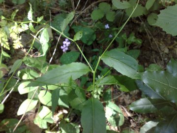 Hesperis matronalis